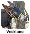 Vedriano